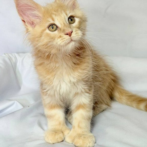 Maine Coon NOV Lyndon Polydactyl
