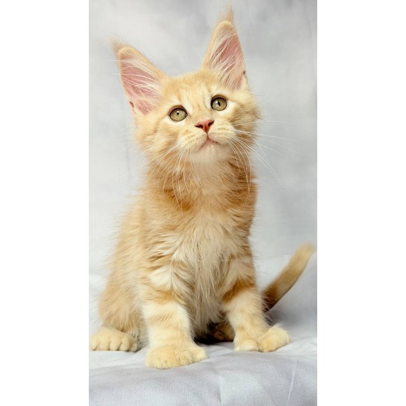 Maine Coon NOV Lyndon Polydactyl