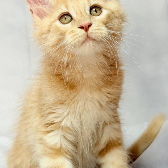 Maine Coon NOV Lyndon Polydactyl