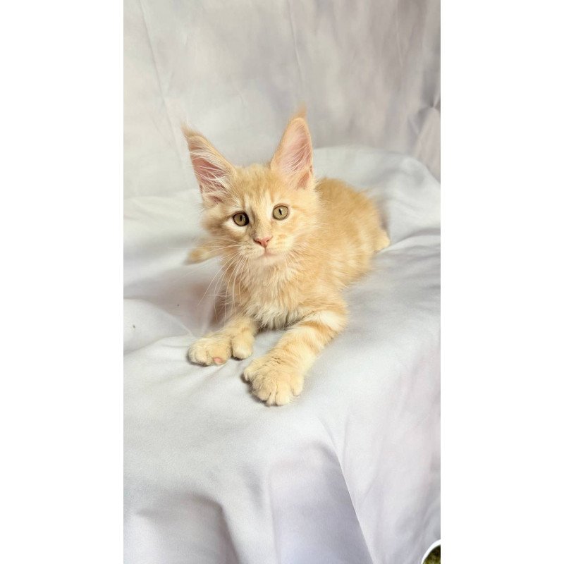 Maine Coon NOV Lyndon Polydactyl