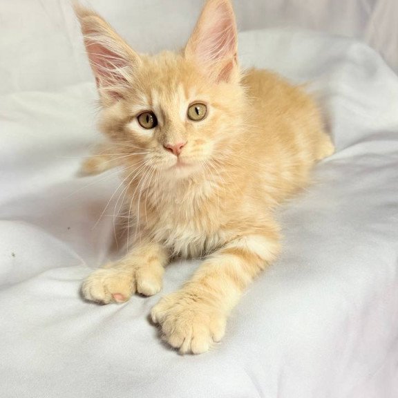 Maine Coon NOV Lyndon Polydactyl