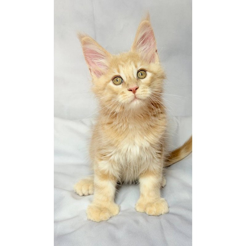 Maine Coon NOV Lyndon Polydactyl