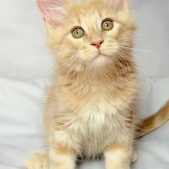 Maine Coon NOV Lyndon Polydactyl