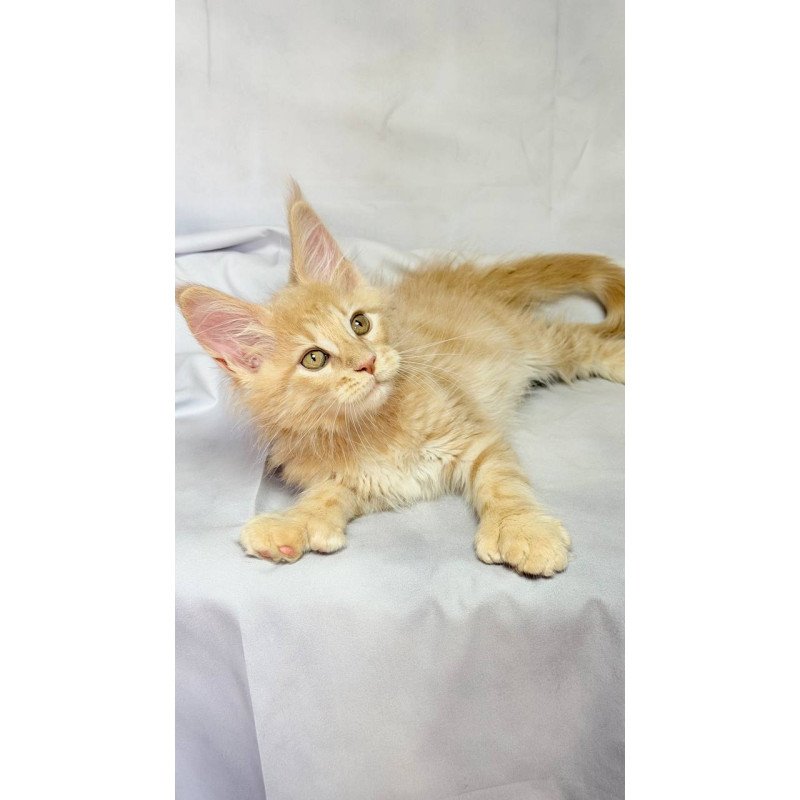Maine Coon NOV Lyndon Polydactyl