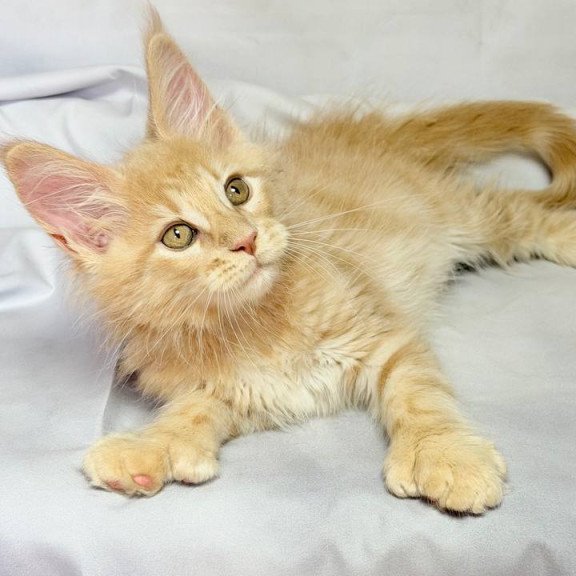 Maine Coon NOV Lyndon Polydactyl