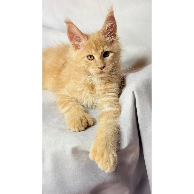 Maine Coon NOV Lazarus Polydactyl