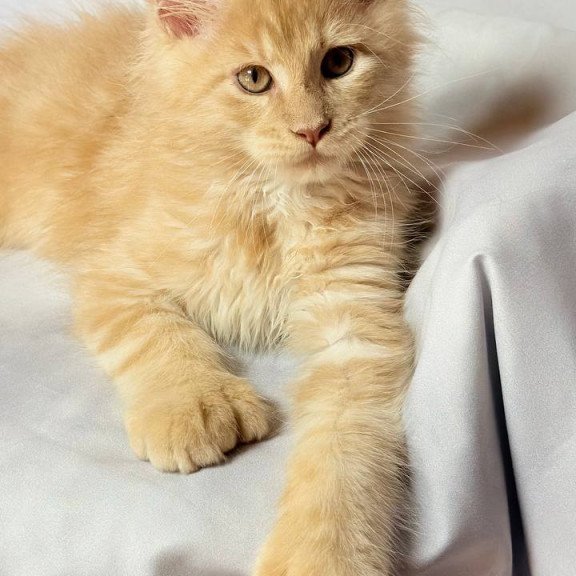 Maine Coon NOV Lazarus Polydactyl
