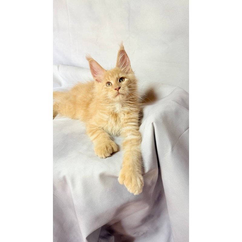 Maine Coon NOV Lazarus Polydactyl