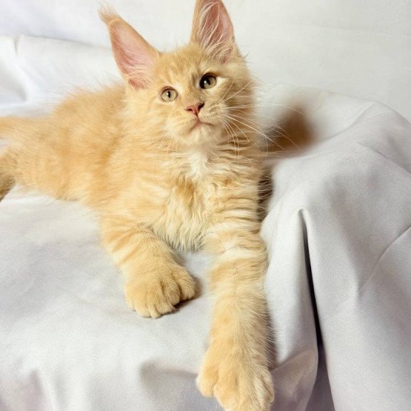 Maine Coon NOV Lazarus Polydactyl