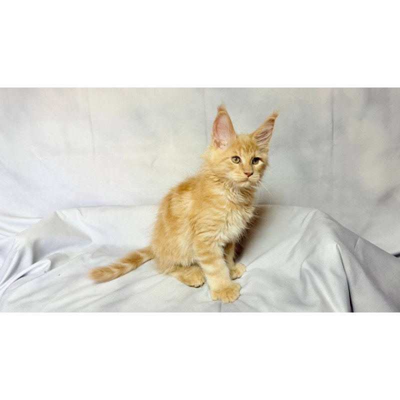 Maine Coon NOV Lazarus Polydactyl