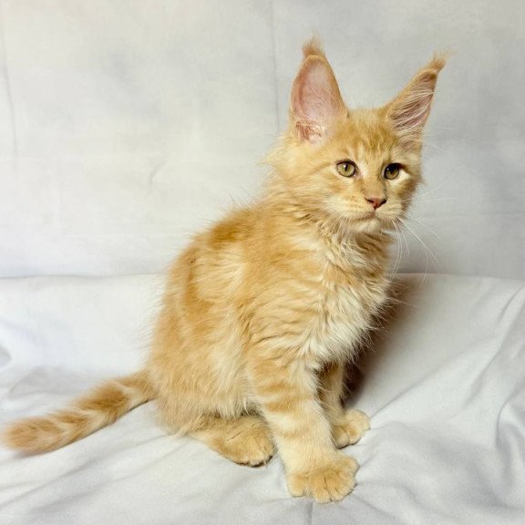 Maine Coon NOV Lazarus Polydactyl
