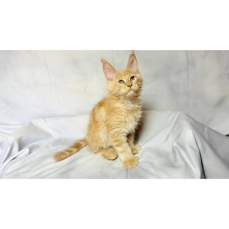 Maine Coon NOV Lazarus Polydactyl