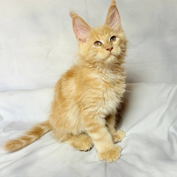Maine Coon NOV Lazarus Polydactyl