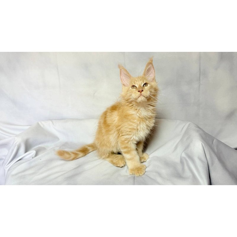 Maine Coon NOV Lazarus Polydactyl