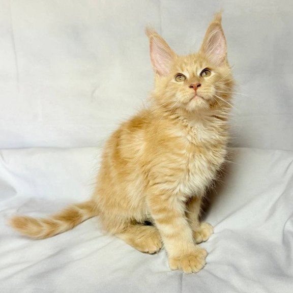Maine Coon NOV Lazarus Polydactyl