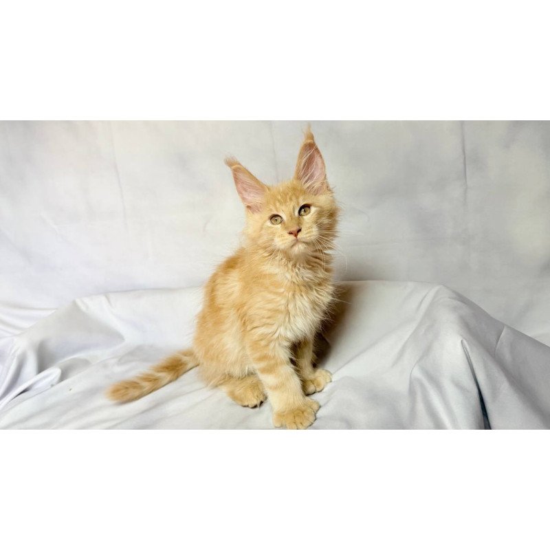 Maine Coon NOV Lazarus Polydactyl