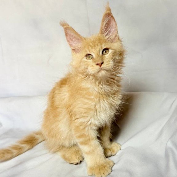Maine Coon NOV Lazarus Polydactyl