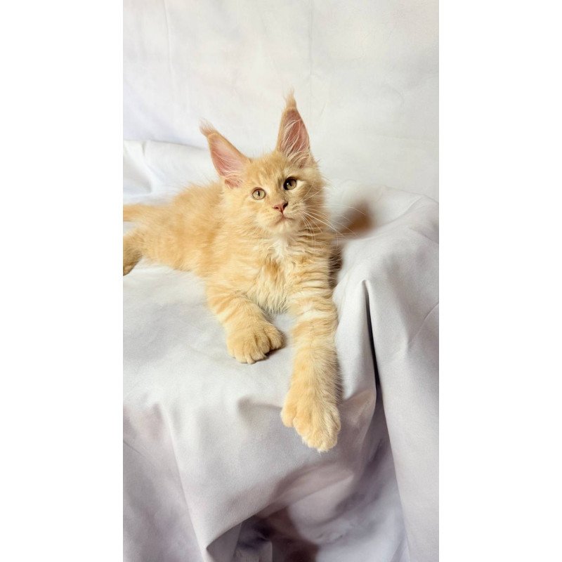Maine Coon NOV Lazarus Polydactyl