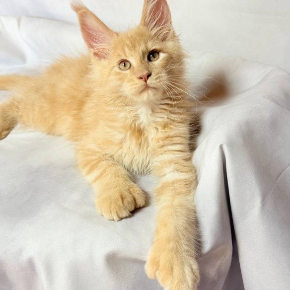 Maine Coon NOV Lazarus Polydactyl