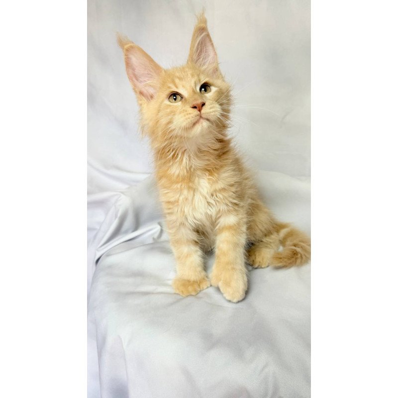 Maine Coon NOV Lazarus Polydactyl