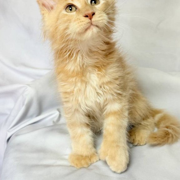 Maine Coon NOV Lazarus Polydactyl