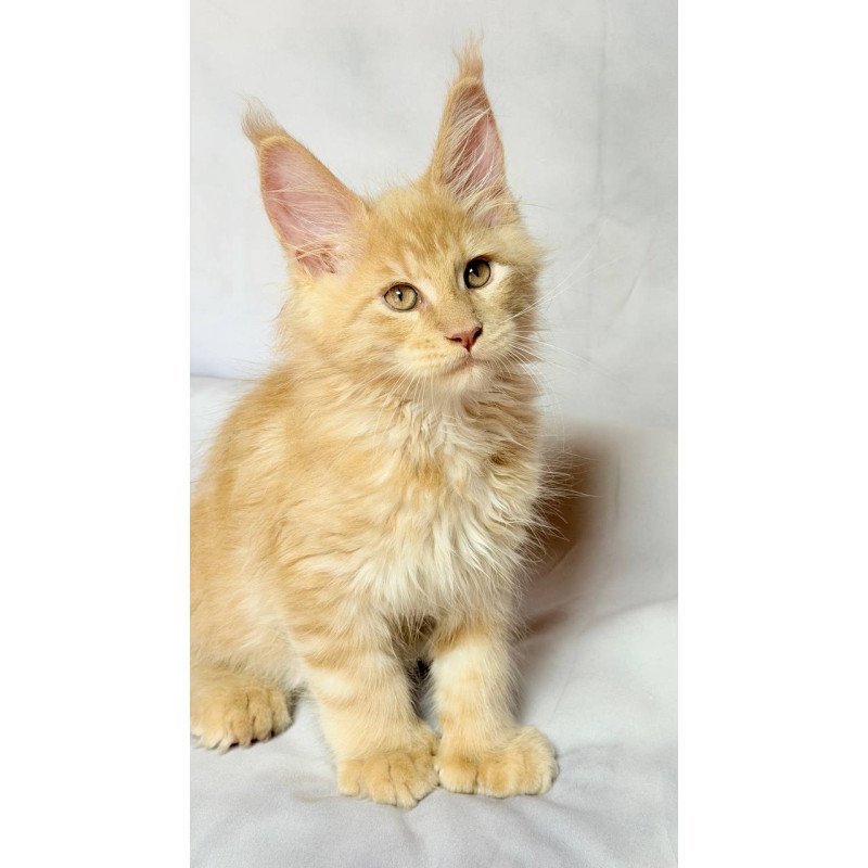 Maine Coon NOV Lazarus Polydactyl