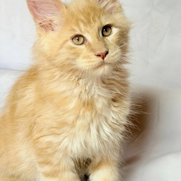 Maine Coon NOV Lazarus Polydactyl