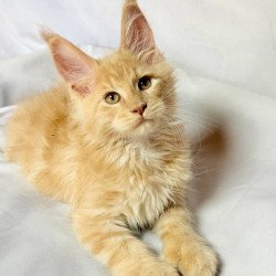 Maine Coon NOV Lazarus...