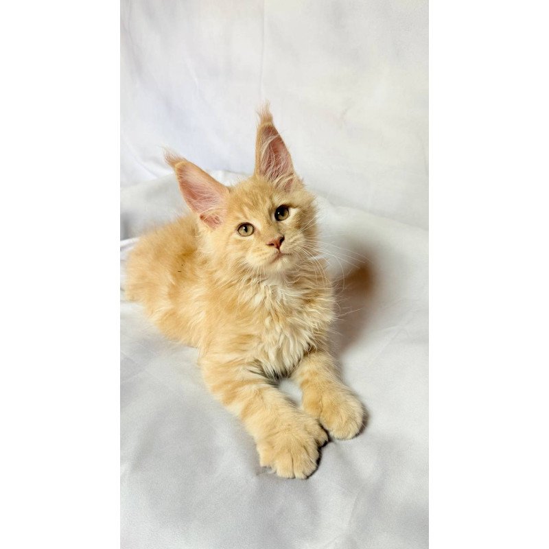 Maine Coon NOV Lazarus Polydactyl