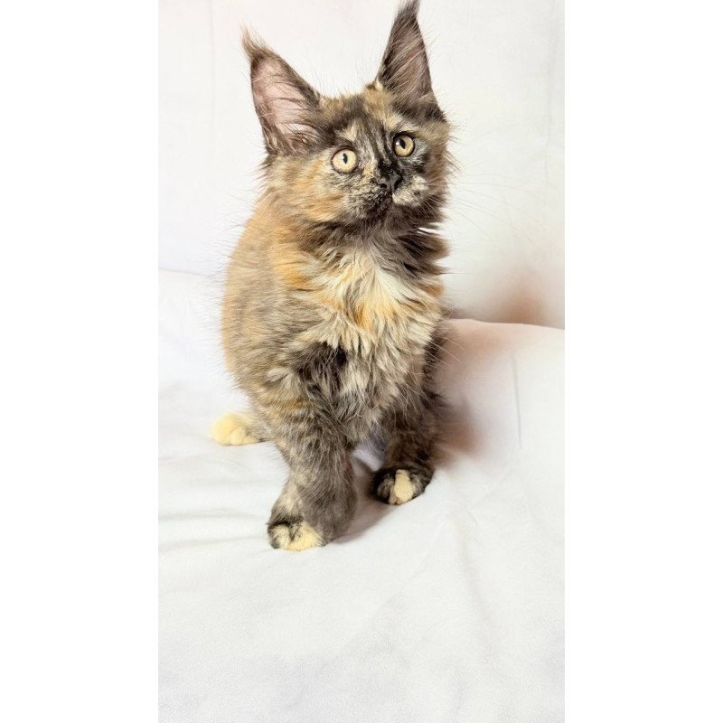 Maine Coon NOV Lionella