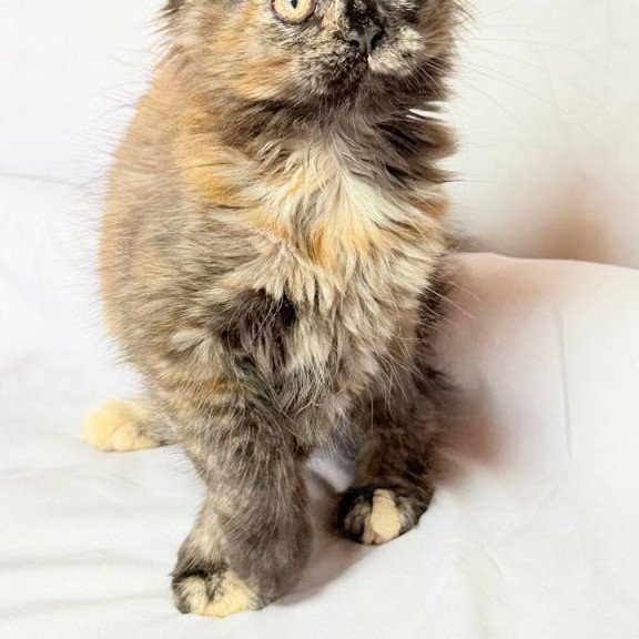 Maine Coon NOV Lionella