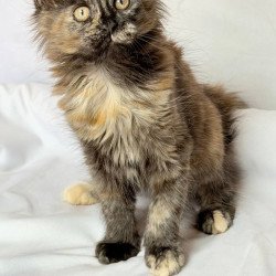 Maine Coon NOV Lionella