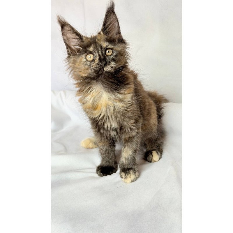 Maine Coon NOV Lionella
