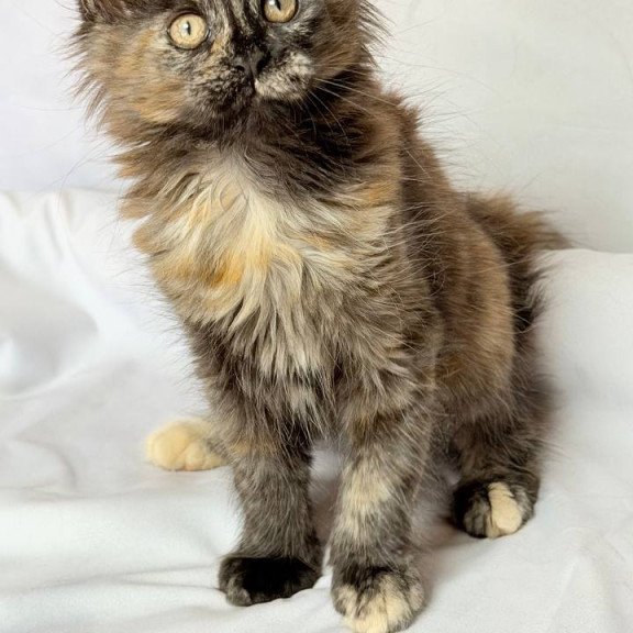 Maine Coon NOV Lionella