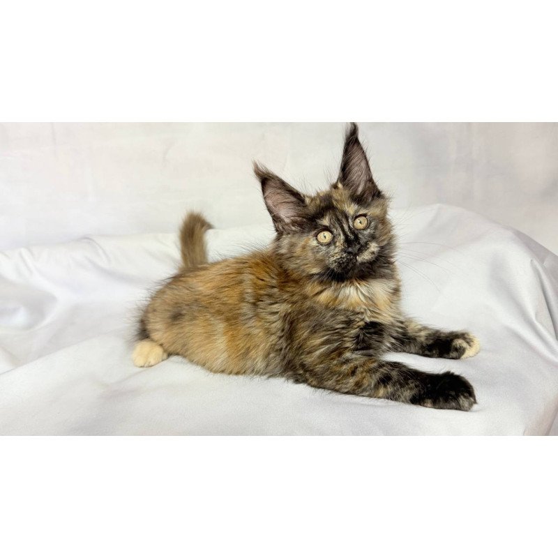 Maine Coon NOV Lionella