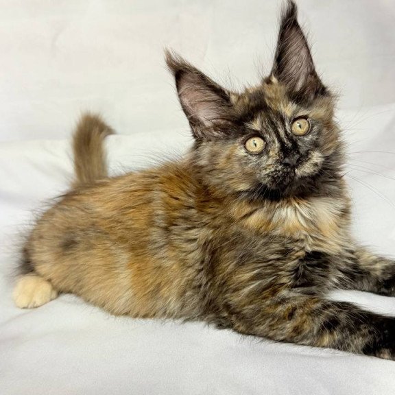 Maine Coon NOV Lionella