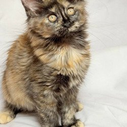 Maine Coon NOV Lionella