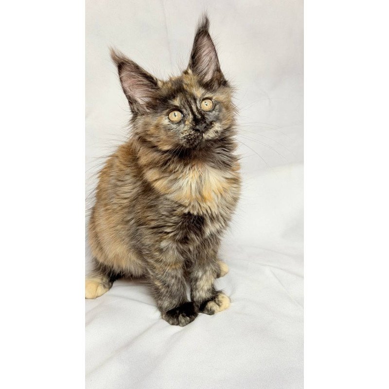 Maine Coon NOV Lionella