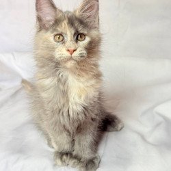 Maine Coon NOV Livia...