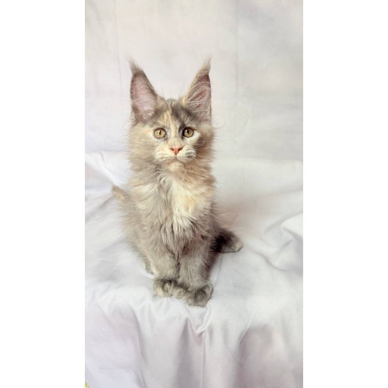 Maine Coon NOV Livia Polydactyl