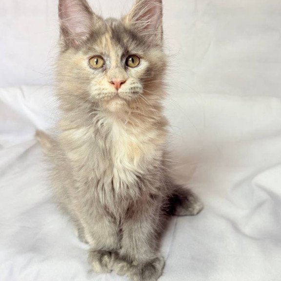 Maine Coon NOV Livia Polydactyl