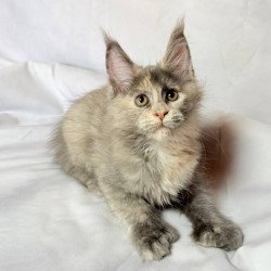 Maine Coon NOV Livia...