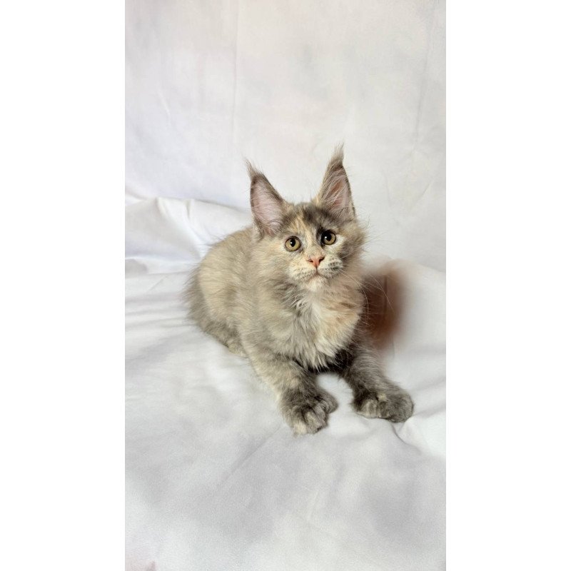 Maine Coon NOV Livia Polydactyl