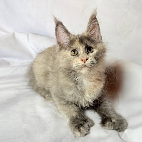 Maine Coon NOV Livia Polydactyl