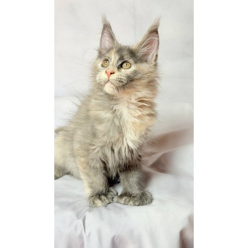 Maine Coon NOV Livia Polydactyl