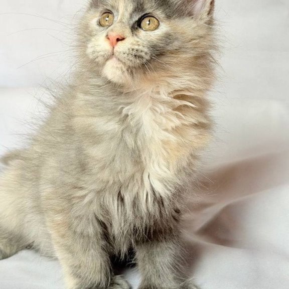 Maine Coon NOV Livia Polydactyl