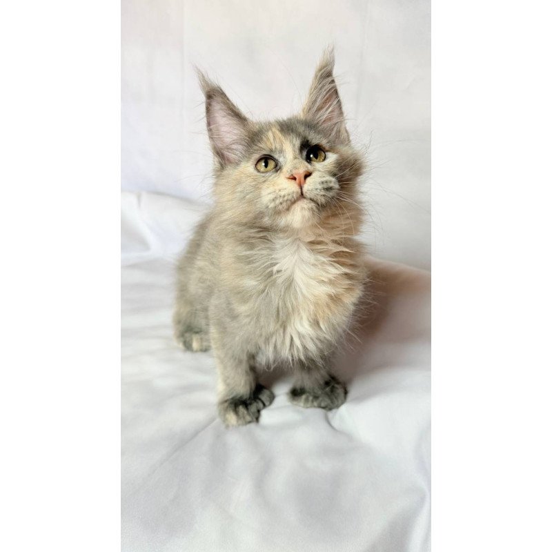 Maine Coon NOV Livia Polydactyl