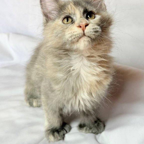 Maine Coon NOV Livia Polydactyl