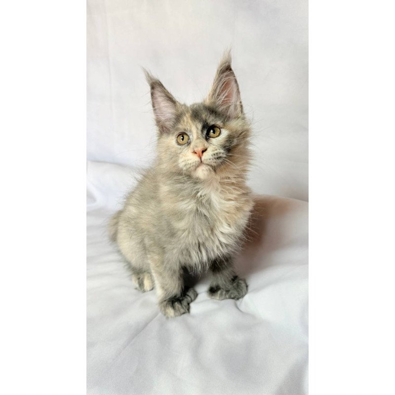 Maine Coon NOV Livia Polydactyl