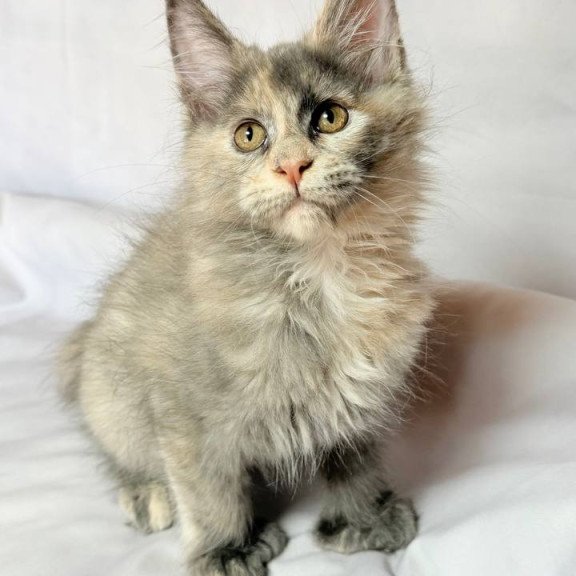 Maine Coon NOV Livia Polydactyl